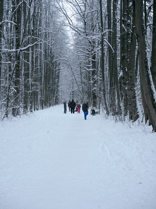 Free People Walking on Snow Covered Ground Near Bare Trees Stock Photo