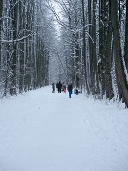 People walking along a snowy path in a tranquil winter forest.