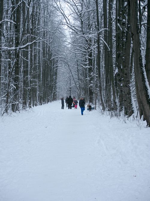Free People walking along a snowy path in a tranquil winter forest. Stock Photo