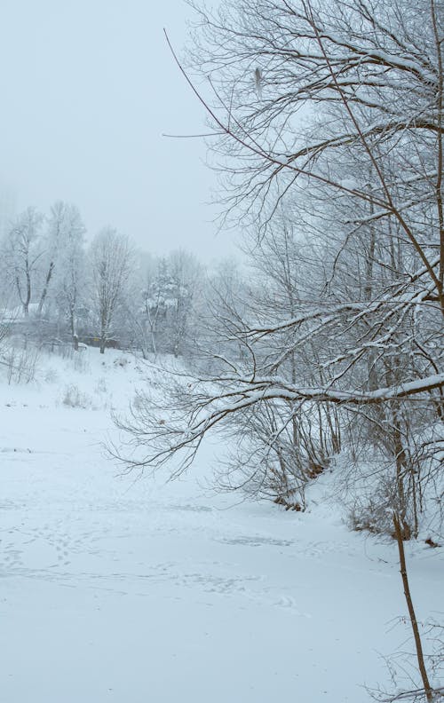 Ilmainen kuvapankkikuva tunnisteilla flunssa, lehdetön puu, lumen peitossa