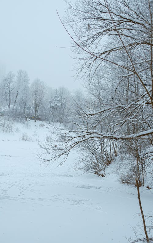 Bare Trees on Snow Covered Ground