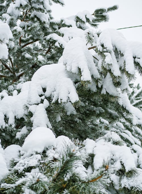 Green Pine Tree Covered With Snow
