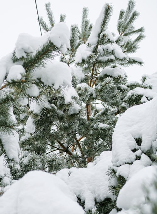 Free Snow Covered Conifeorus Tree Stock Photo