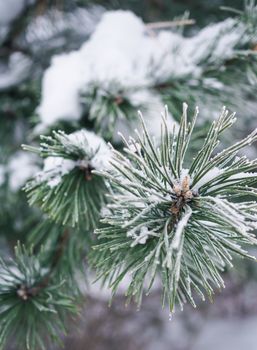 A detailed view of pine branches covered in fresh snow, highlighting the beauty of winter nature.