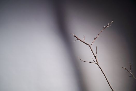 Simple branch with a gray gradient backdrop, ideal for backgrounds.