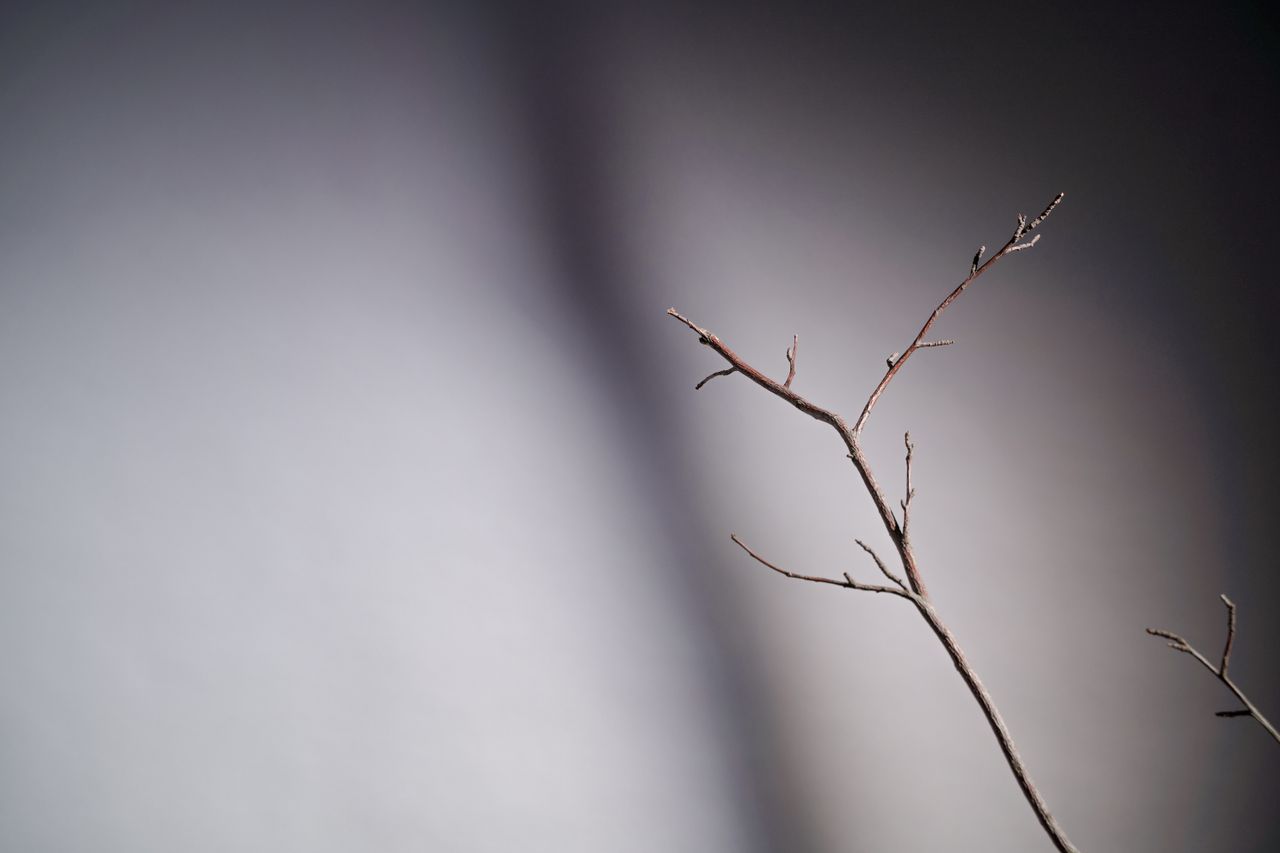 simple branch with a gray gradient backdrop ideal for backgrounds