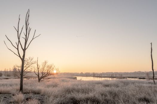 A serene winter sunrise over a frosty grass field with leafless trees in Ruinen, Netherlands.