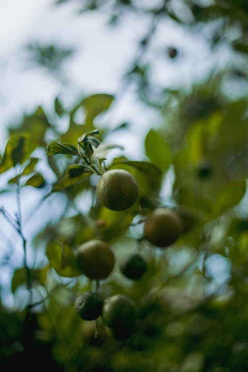 Free Green Philippine Limes Hanging on a Tree Stock Photo