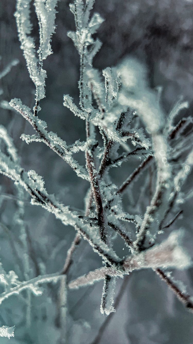 Frosted Branches Of A Leafless Tree