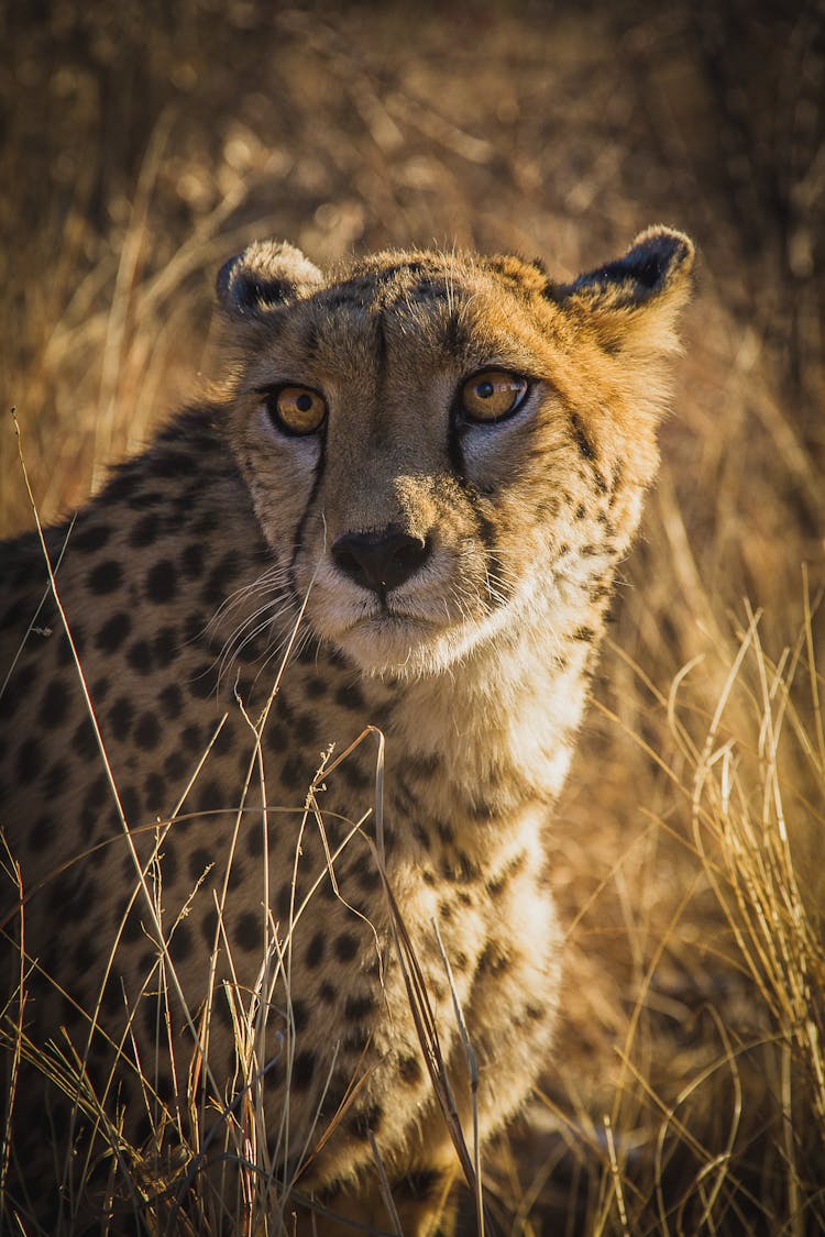 Wild Cheetah In Grass