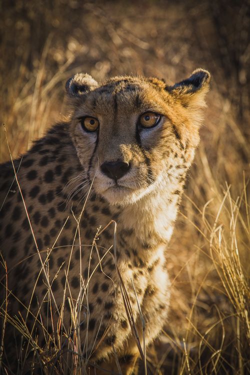 Free Close-up portrait of a cheetah in the golden grasslands of Namibia, showcasing its striking features. Stock Photo
