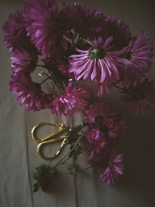 Δωρεάν στοκ φωτογραφιών με γκρο πλαν, κατακόρυφη λήψη, ροζ λουλούδια