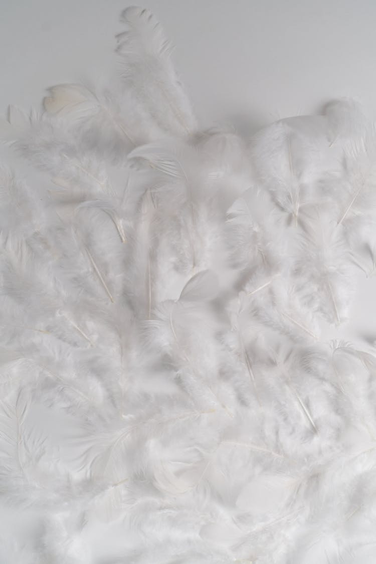 White Feathers On White Background