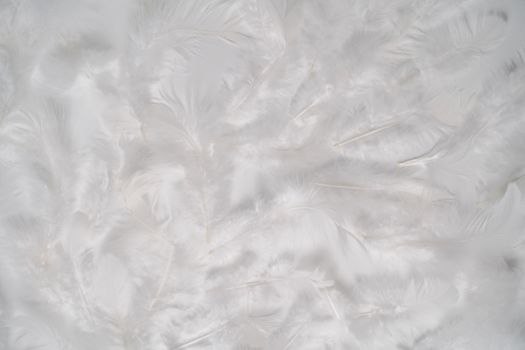 Delicate white feathers spread across a soft background, perfect for design and copy space.