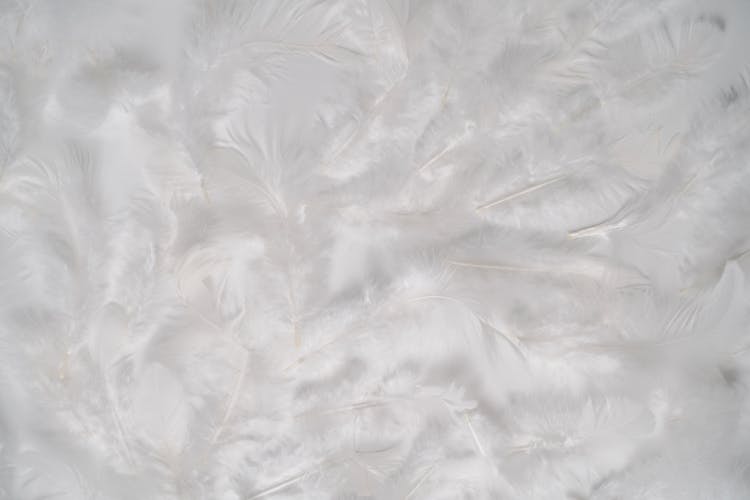 White Feathers On White Background