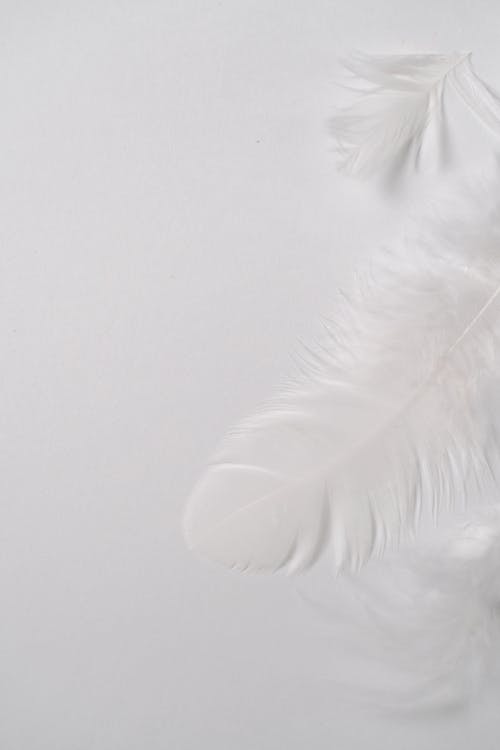 White Feathers on White Background