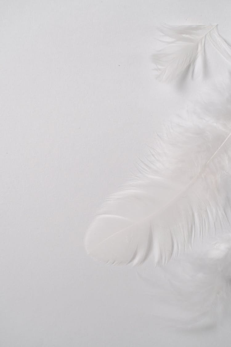 White Feathers On White Background