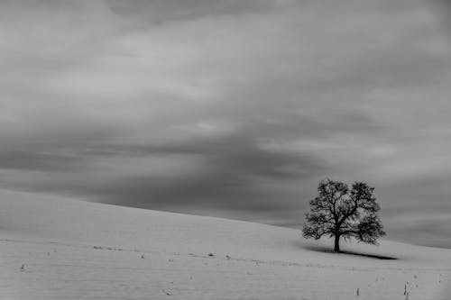 Grayscale Photo of Tree on Snow Covered Field