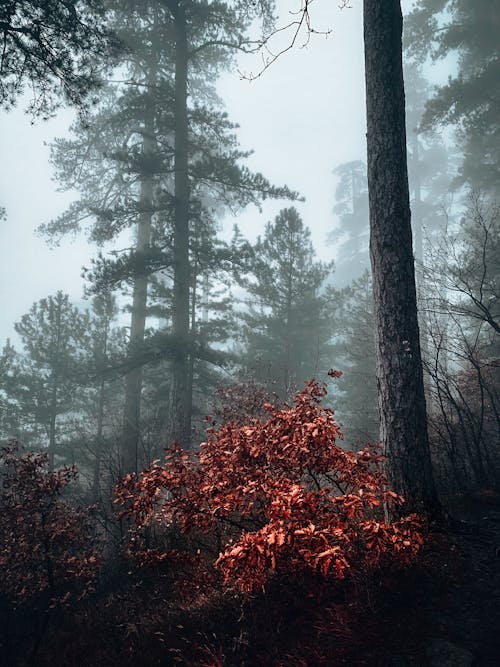 Trees in the Foggy Forest