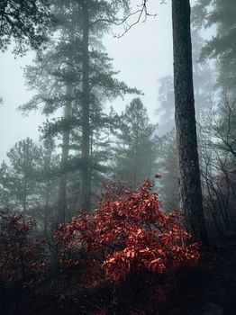 A serene foggy morning in a lush forest with autumn leaves adding vibrant color.