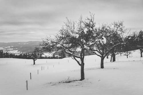 Darmowe zdjęcie z galerii z bezlistne drzewa, natura, pokryte śniegiem