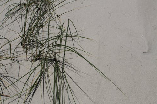 Free stock photo of background image, dunes, helmgras Stock Photo