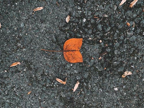 Brown Leaf on Black and Gray Concrete Floor