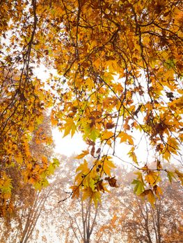 Capture of vibrant autumn leaves on tree branches, showcasing a low angle view.