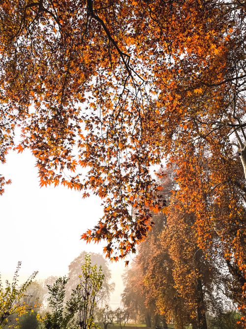 Free Vibrant autumn foliage with orange leaves against a bright sky, showcasing seasonal change. Stock Photo