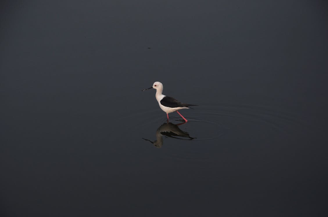 Black-Winged Stilt on a Pond 