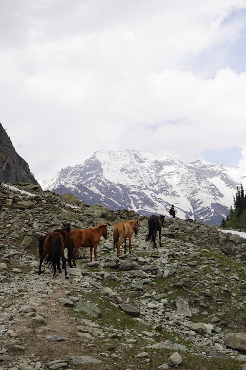 Brown Horses on a Rocky Mountain