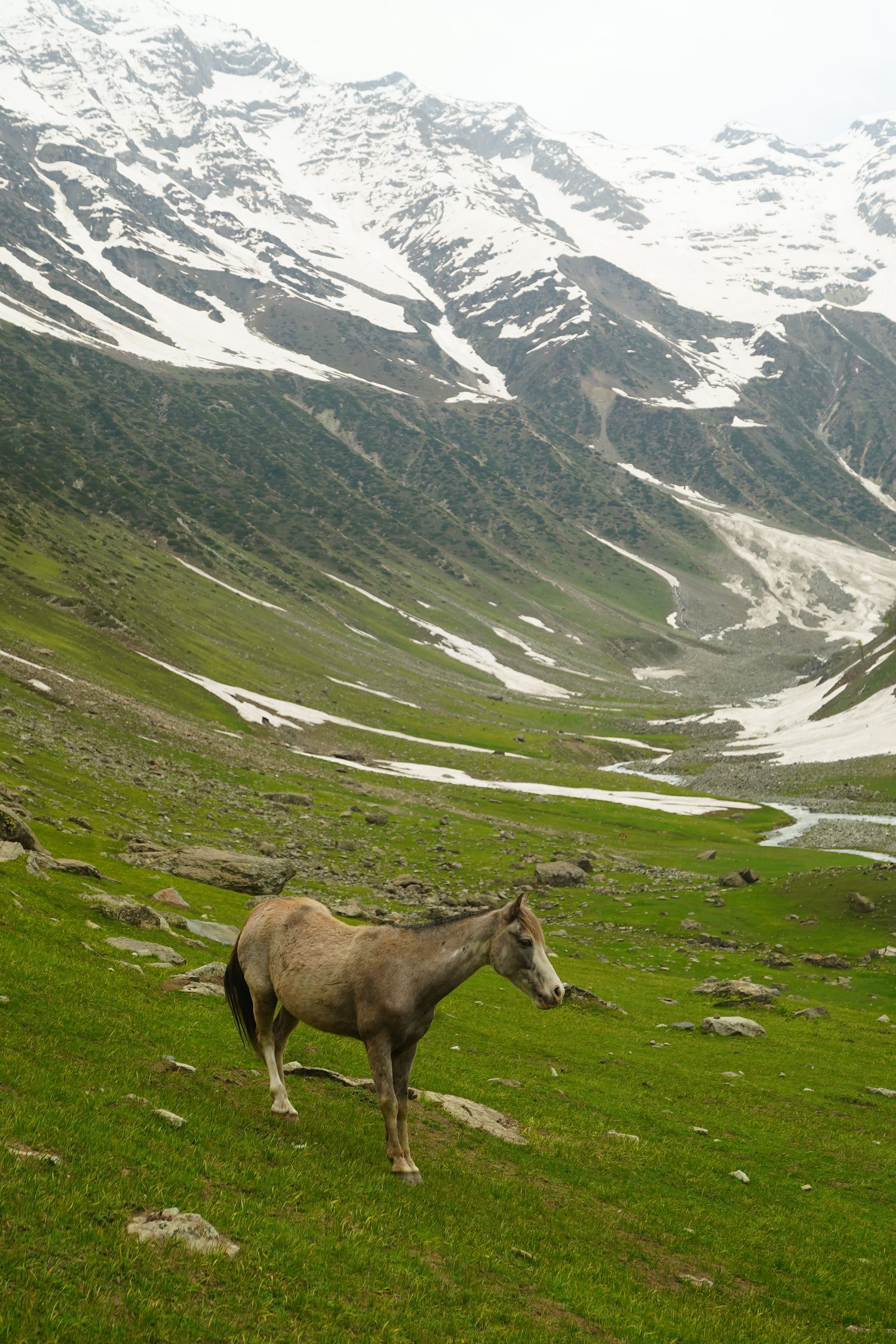 Brown Horse on Green Grass Field · Free Stock Photo