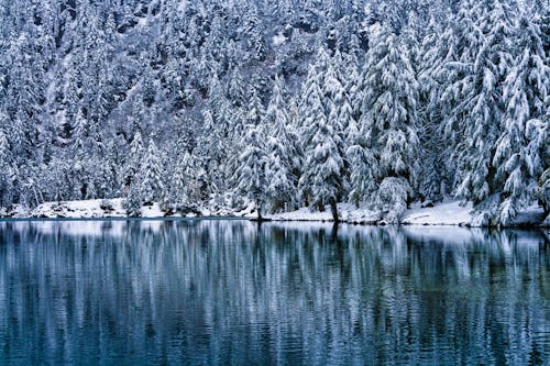ağaçlar, buz tutmuş, dağ gölü içeren Ücretsiz stok fotoğraf