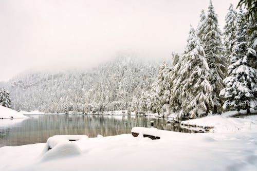 Free Snow Covered Trees Beside the Lake Stock Photo