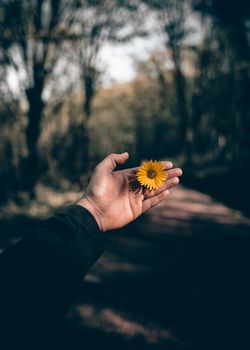 A close-up of a hand holding a yellow daisy against a blurred forest background.