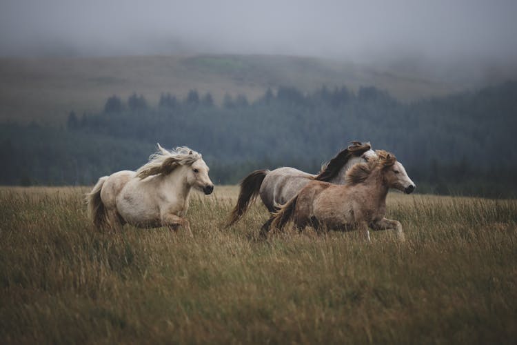 Horses Running Through Grass Field