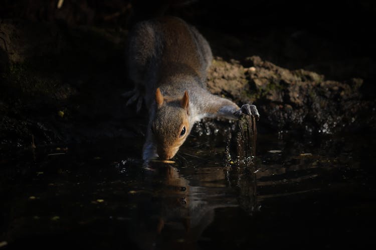 Brown Squirrel Near Water