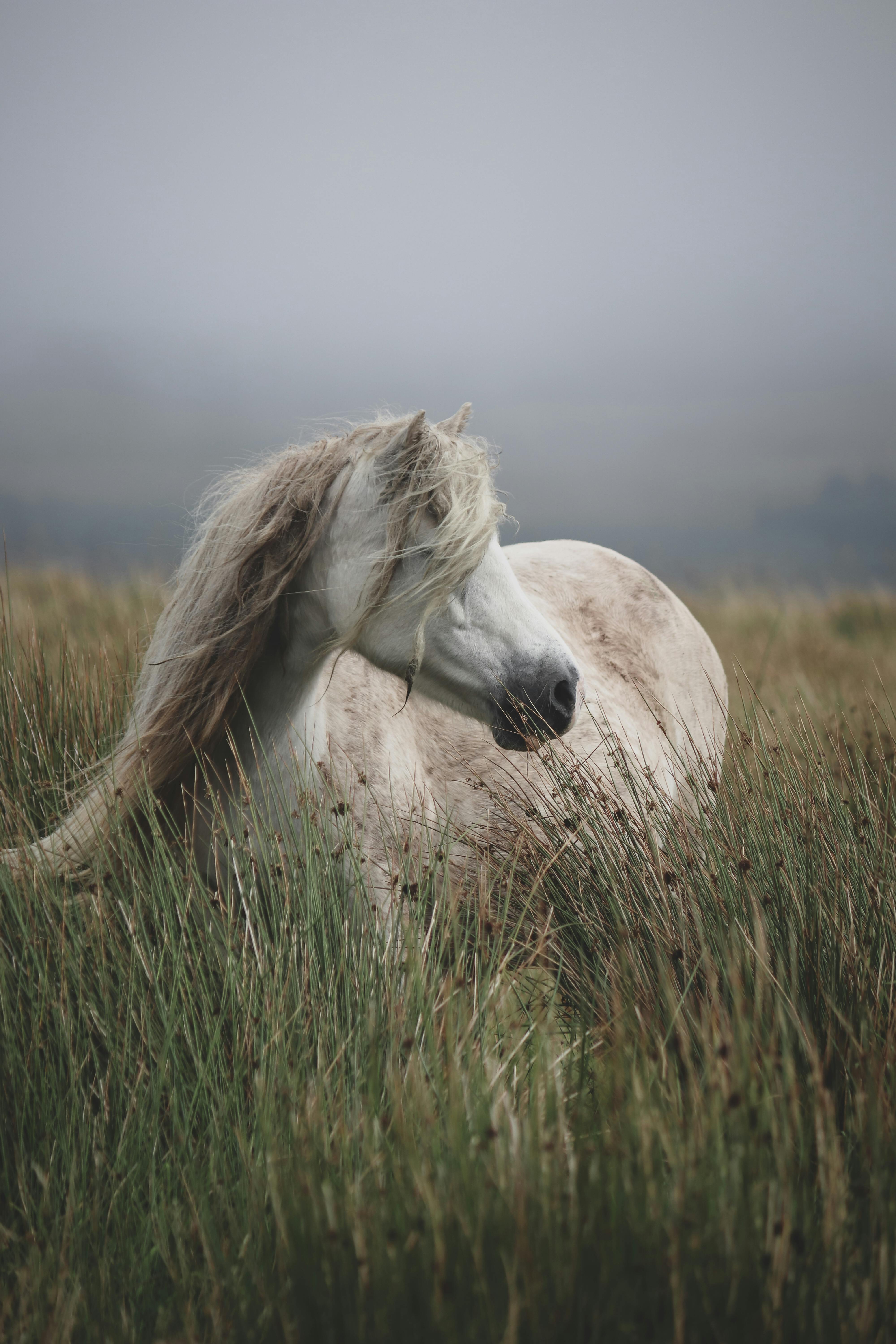 A beautiful white horse with flowing mane standing in a serene field of tall grass, evoking a sense of peace and natural beauty.