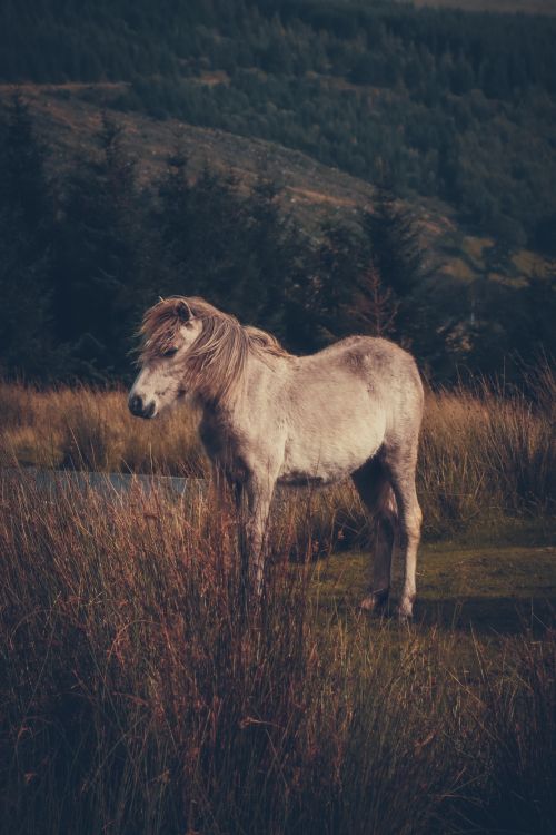 Free A wild pony standing in a grassy mountain meadow, surrounded by natural beauty and dramatic lighting. Stock Photo