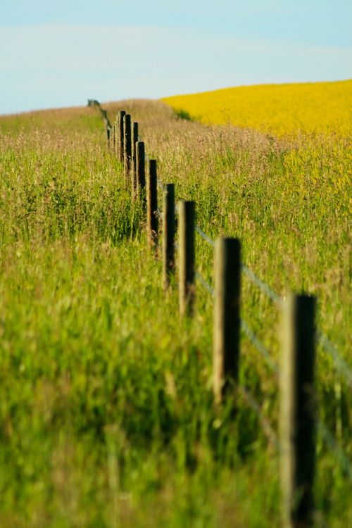 Free Beautiful countryside landscape featuring a fence along lush green fields and wildflowers. Stock Photo