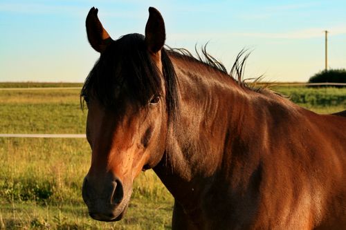 Free Brown horse standing in a sunny outdoor field displaying its mane and strength. Stock Photo