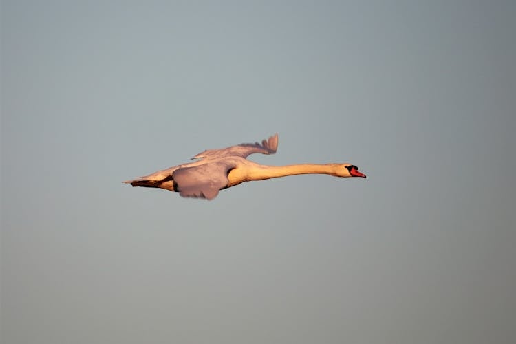 Flying Swan In Mid-air 