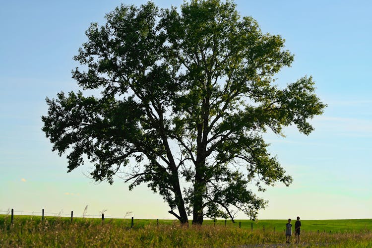 Kids Standing Near A Tall Tree On Grassland