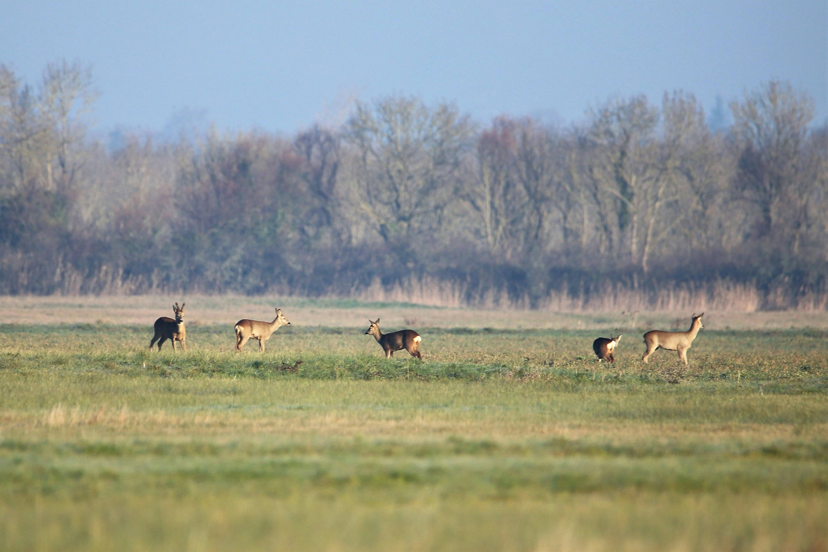 grátis Foto profissional grátis de amantes da natureza, animais selvagens, ao ar livre Foto profissional