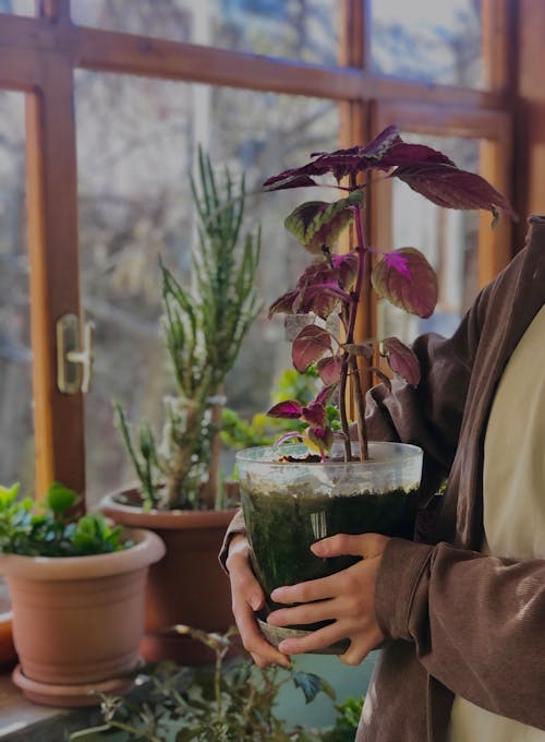 Ingyenes stockfotó barna kabát, cserepes növények, felismerhetetlen témában