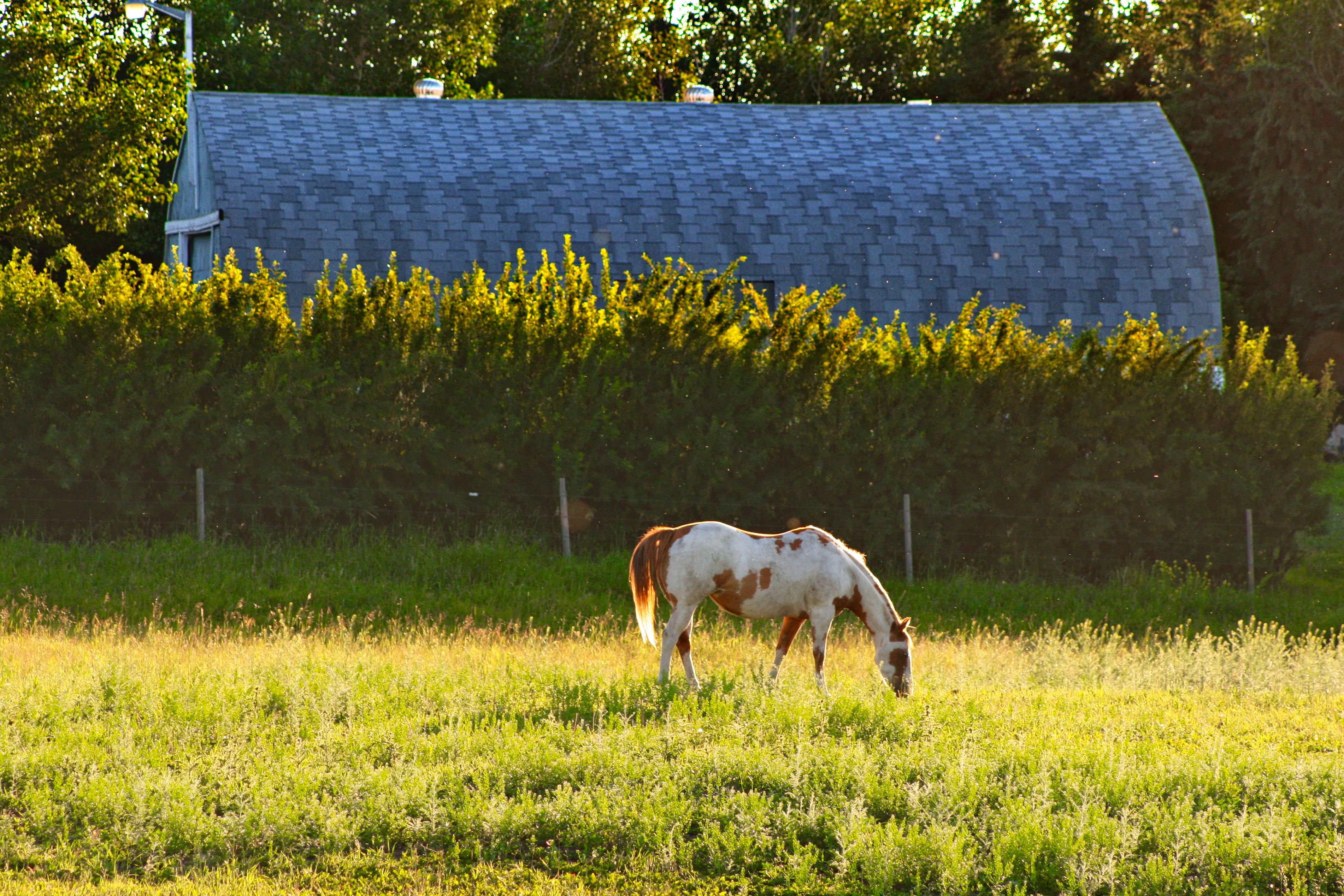 A horse grazing in a pasture near a barn