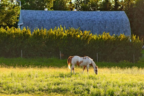 Foto profissional grátis de alimentação, animal, cavalo