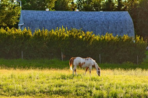 Free A beautiful spotted horse grazes peacefully in a lush green pasture by a barn in summer. Stock Photo