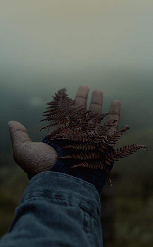 Person Holding a Dry Fern Leaves