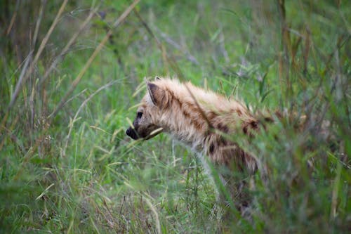 Free A Brown Hyena on Green Grass  Stock Photo